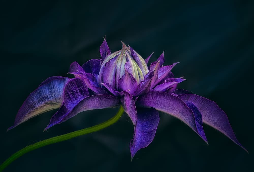 Purple Clematis Bloom by Ben.C.L — canvas wall art
