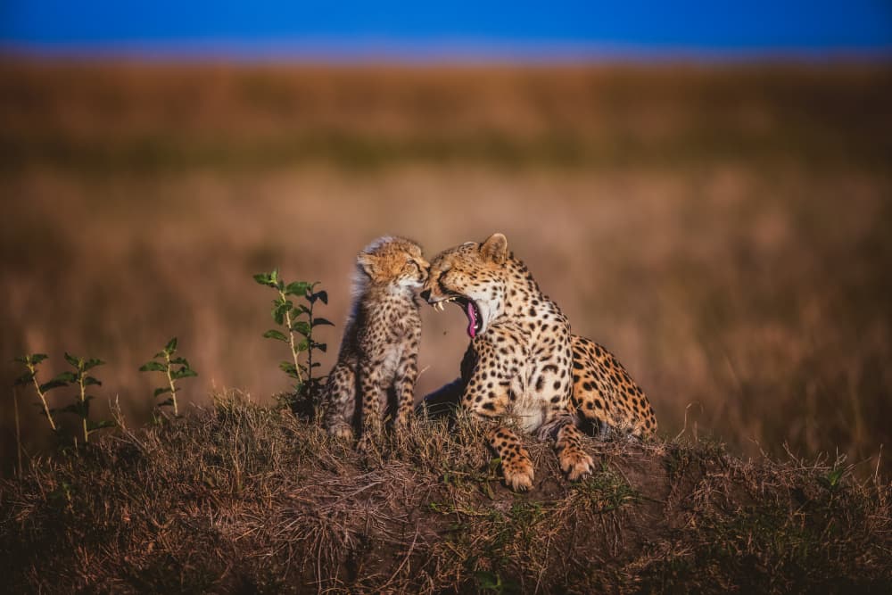 Yawning Cheetah And Cub by Faisal ALnomas — canvas wall art