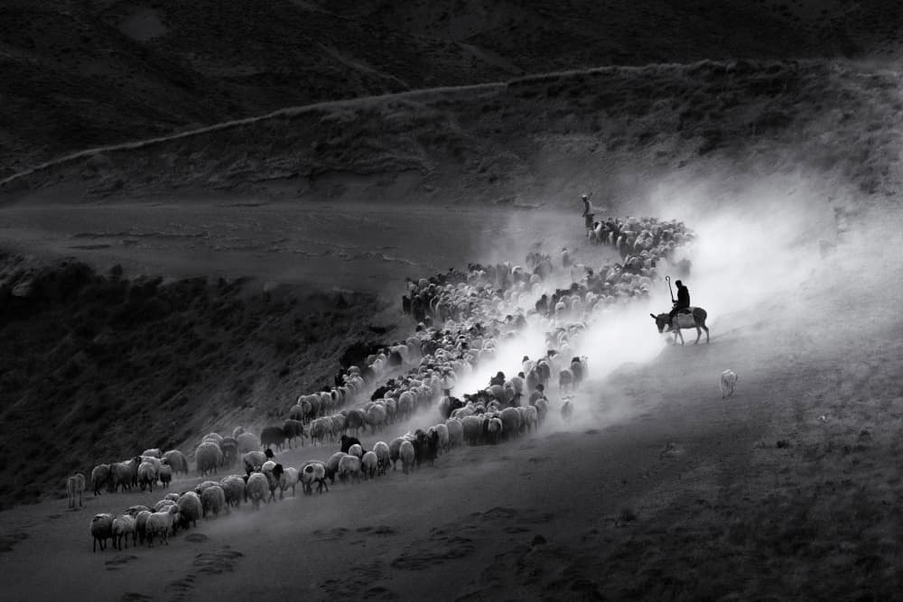 Shepherd Leading The Herd by durmusceylan — canvas wall art