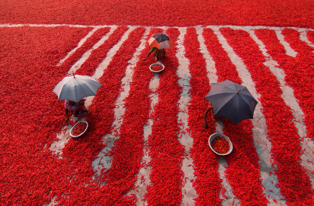 Vibrant Chili Drying by Azim Khan Ronnie — canvas wall art