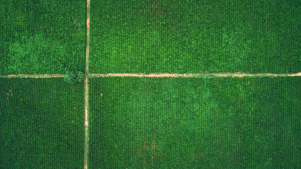 Lush Field Crossroads by TIANQI — canvas wall art