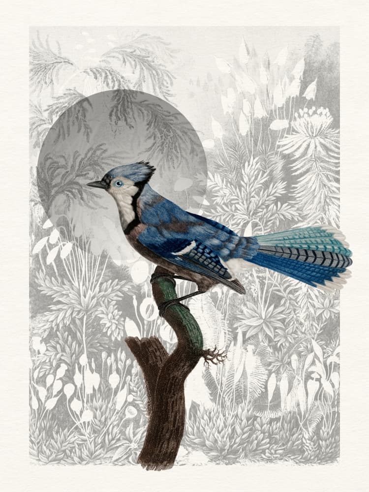 Blue Jay Forest Moon by Wild Violets — canvas wall art