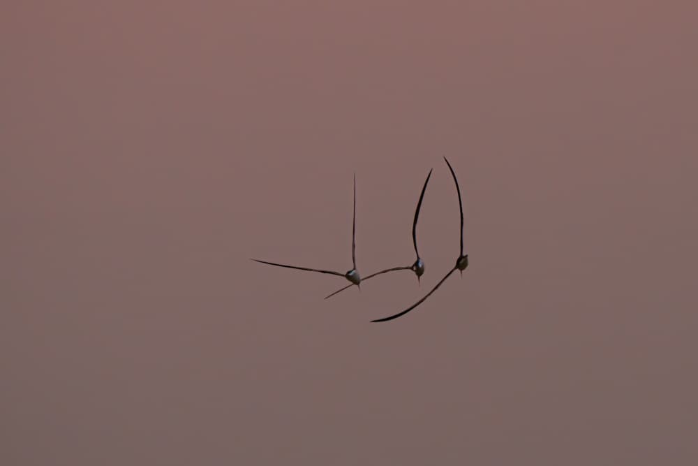Three Birds At Dusk by Etienne Steenkamp — canvas wall art