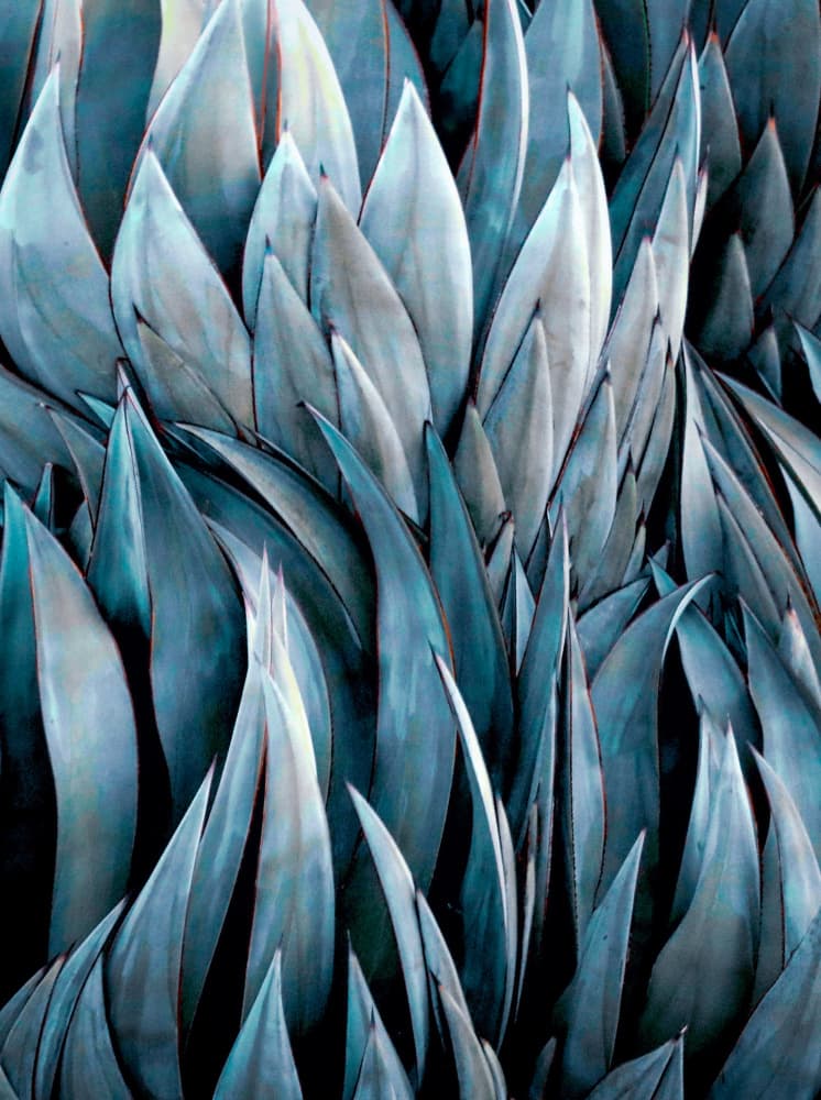 Blue Green Agave Leaves by Robin Wechsler — canvas wall art