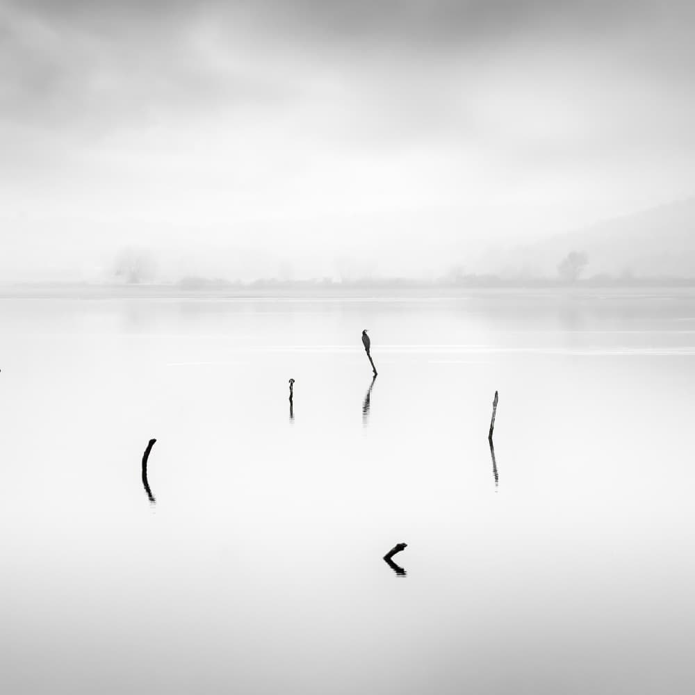 Solitary Bird Reflection by George Digalakis — canvas wall art