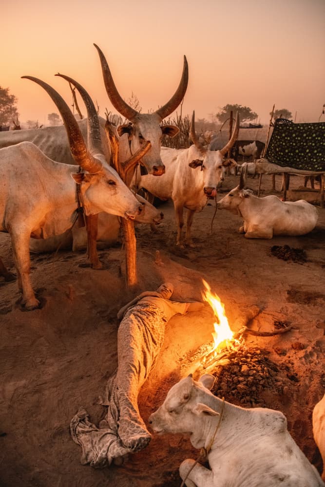 African Cattle Campfire by Trevor Cole — canvas wall art