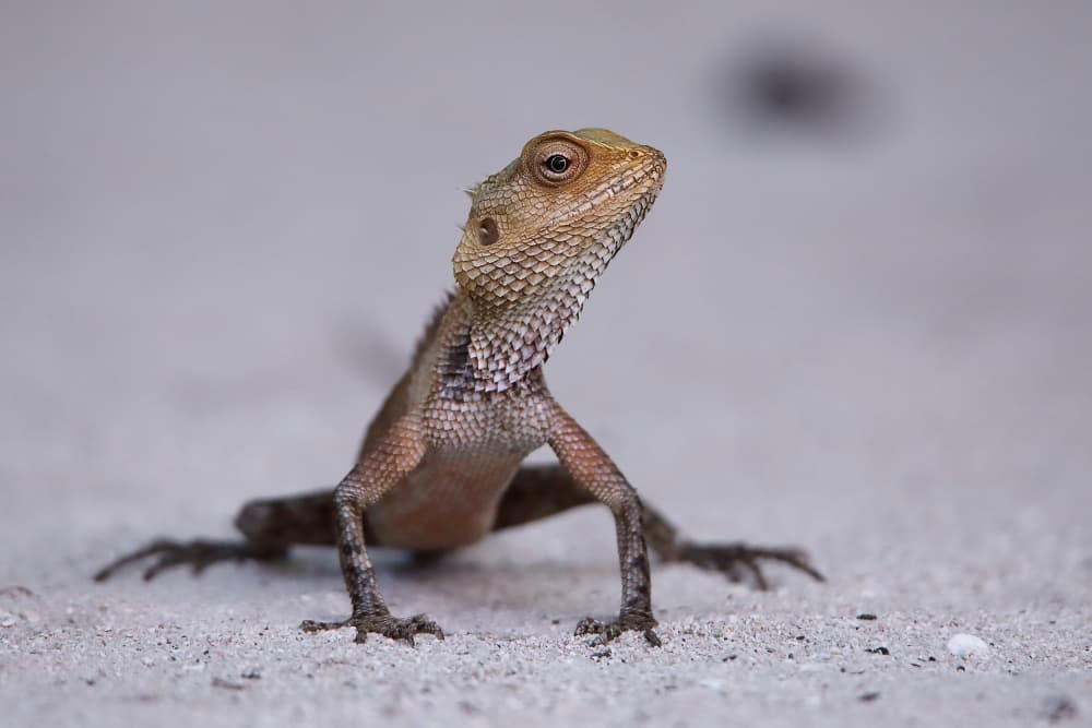Watchful Garden Lizard by Judith Kuhn — canvas wall art