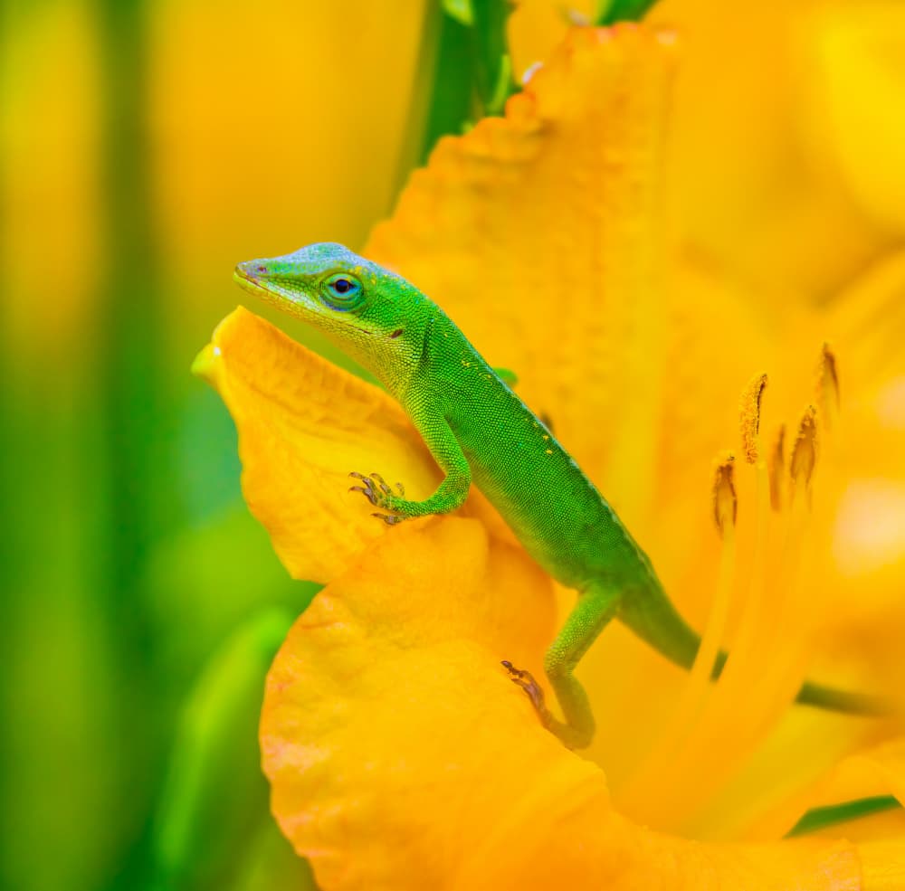 Green Anole Yellow Flower by Mike He — canvas wall art