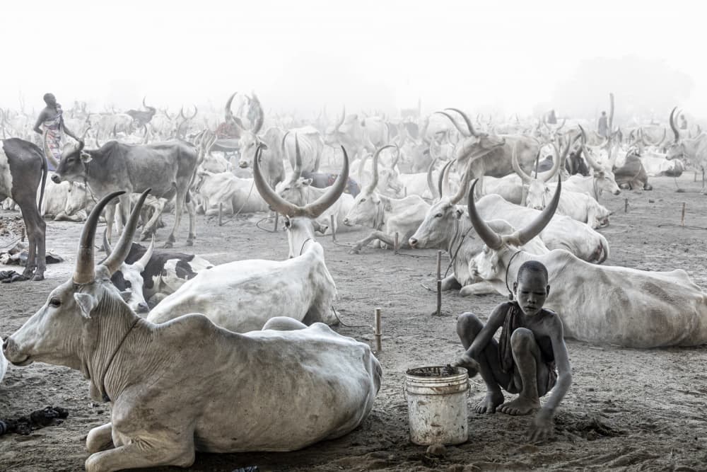 Dinka Boy Cattle Camp by Elena Molina — canvas wall art