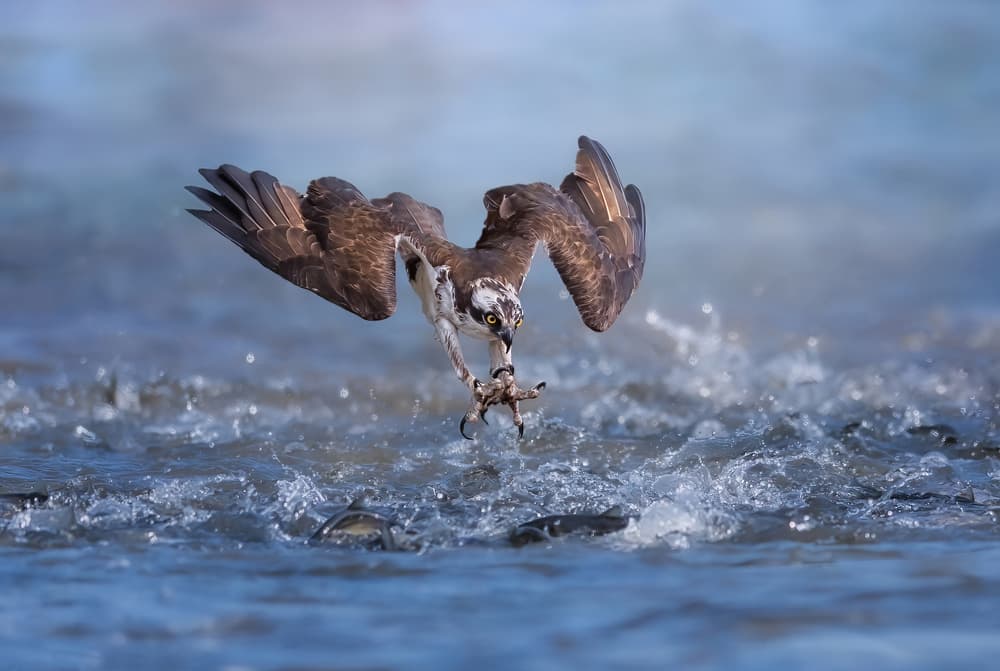 Osprey Fishing Dive by Tao Huang — canvas wall art