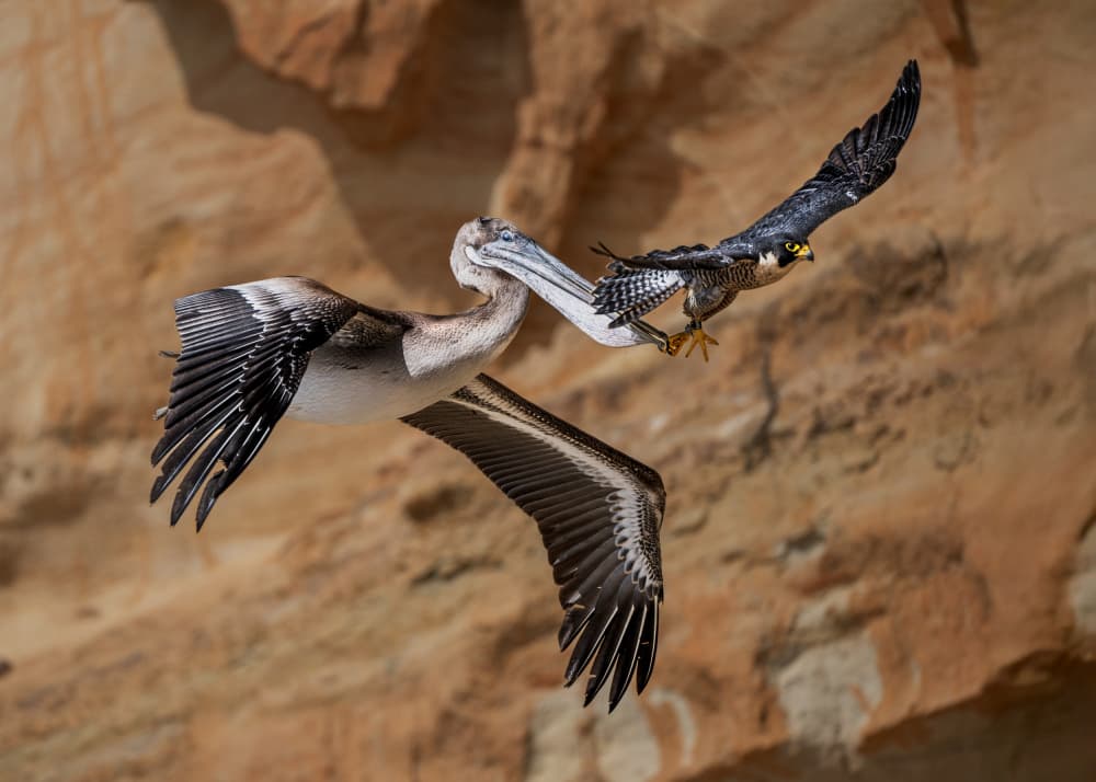Pelican Falcon Action Flight by Allen SDCA — canvas wall art