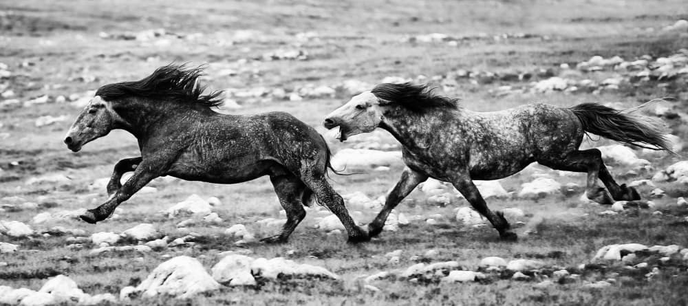 Wild Horses Chasing by Goran Jovic — canvas wall art