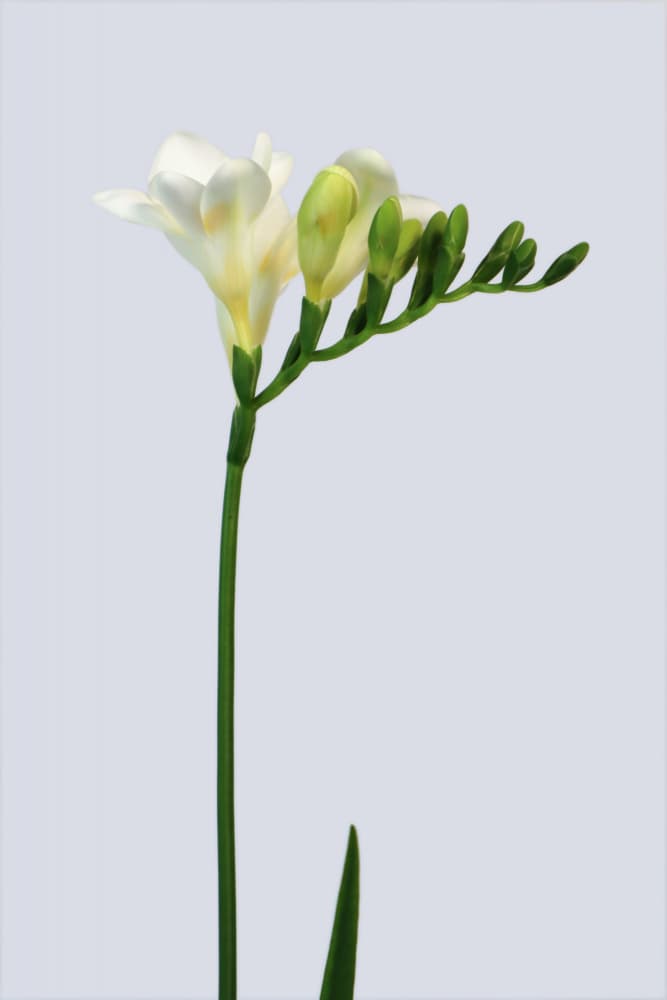 Fresh Freesia Bloom by Rosana Laiz Blursbyai — canvas wall art