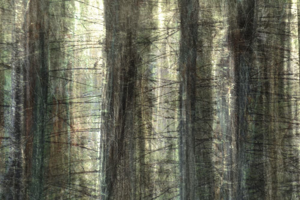 Blurred Forest Light by Christina Sillen — canvas wall art