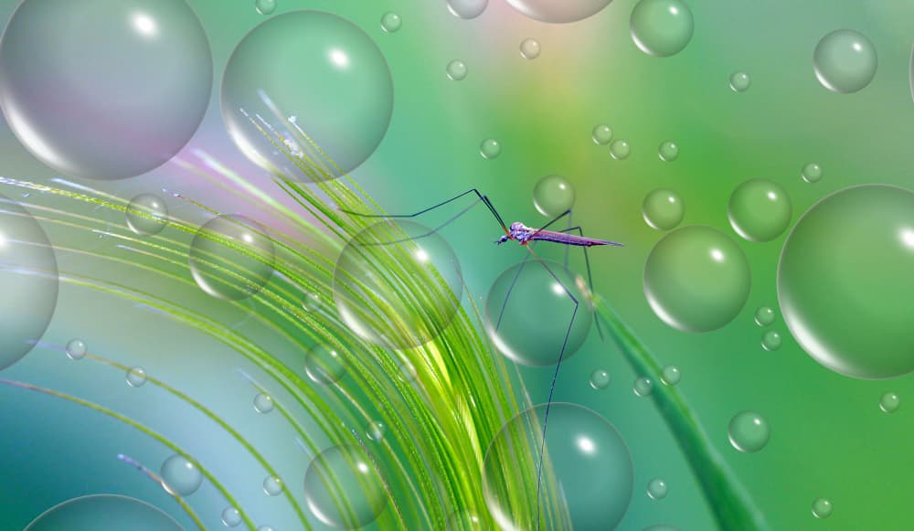 Mosquito on Dewy Grass by Thierry Dufour — canvas wall art