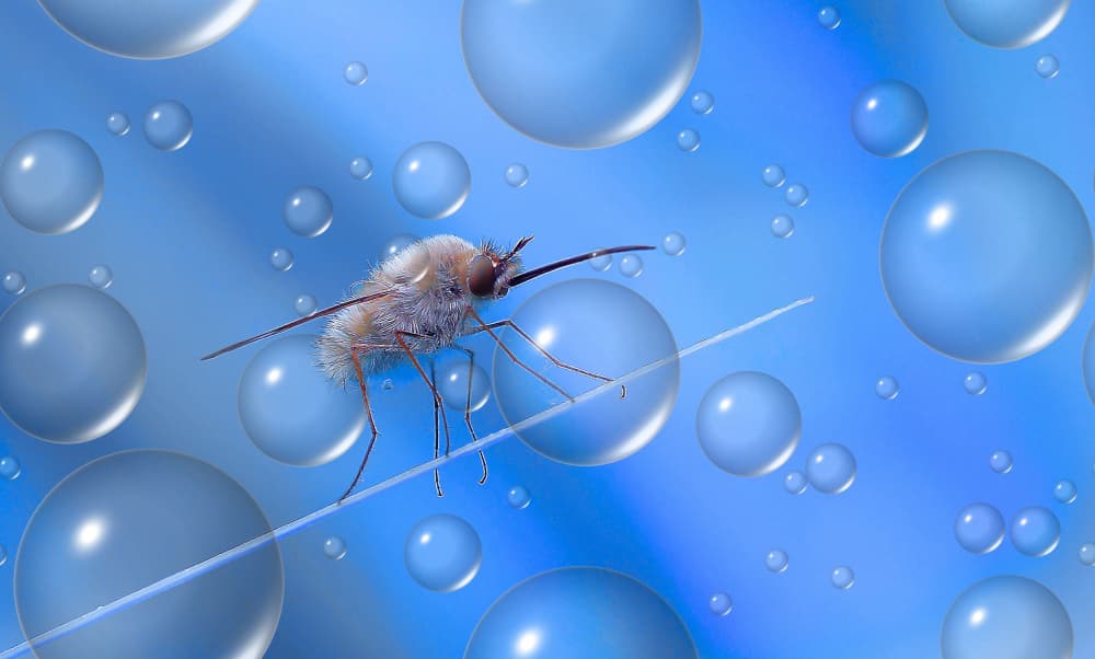 Dreamy Insect Bubbles by Thierry Dufour — canvas wall art