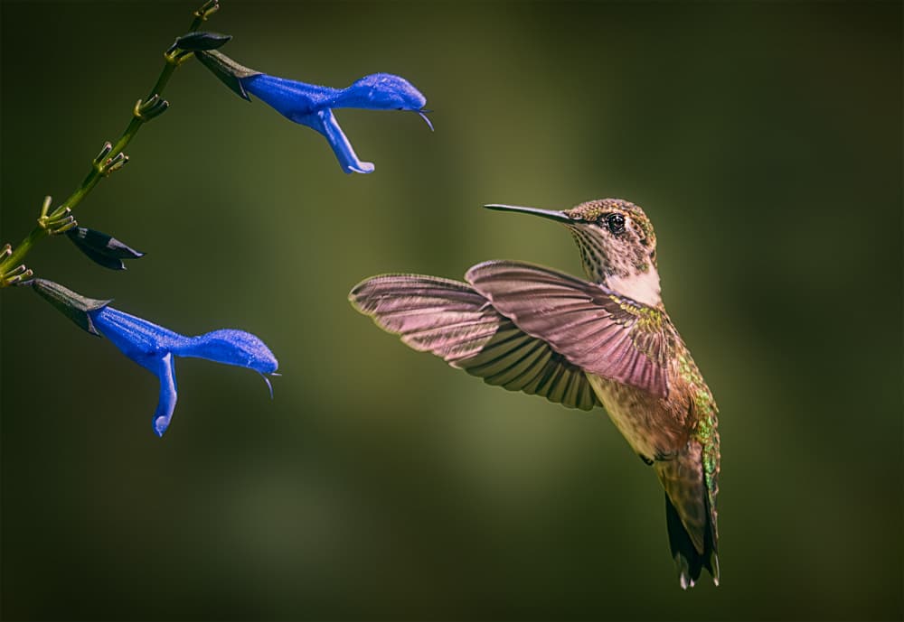 Hummingbird Blue Bloom by Ben.C.L — canvas wall art