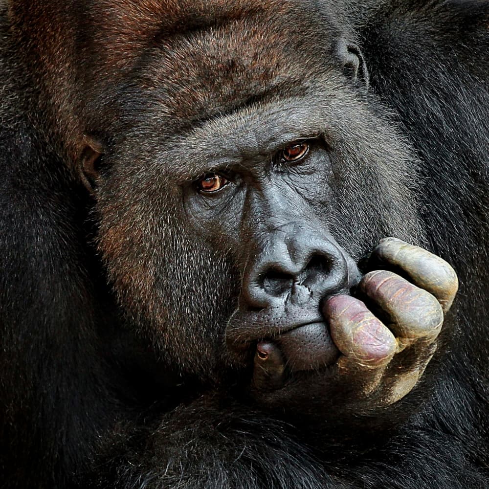 Deep Thinking Gorilla by Antje Wenner-Braun — canvas wall art