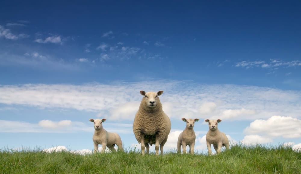 Sheep Family on Hill by Gert van den Bosch — canvas wall art