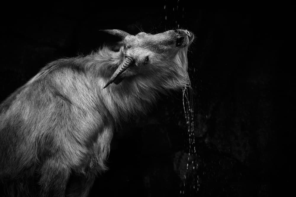 Wild Goral Hydrates by Eiji Itoyama — canvas wall art