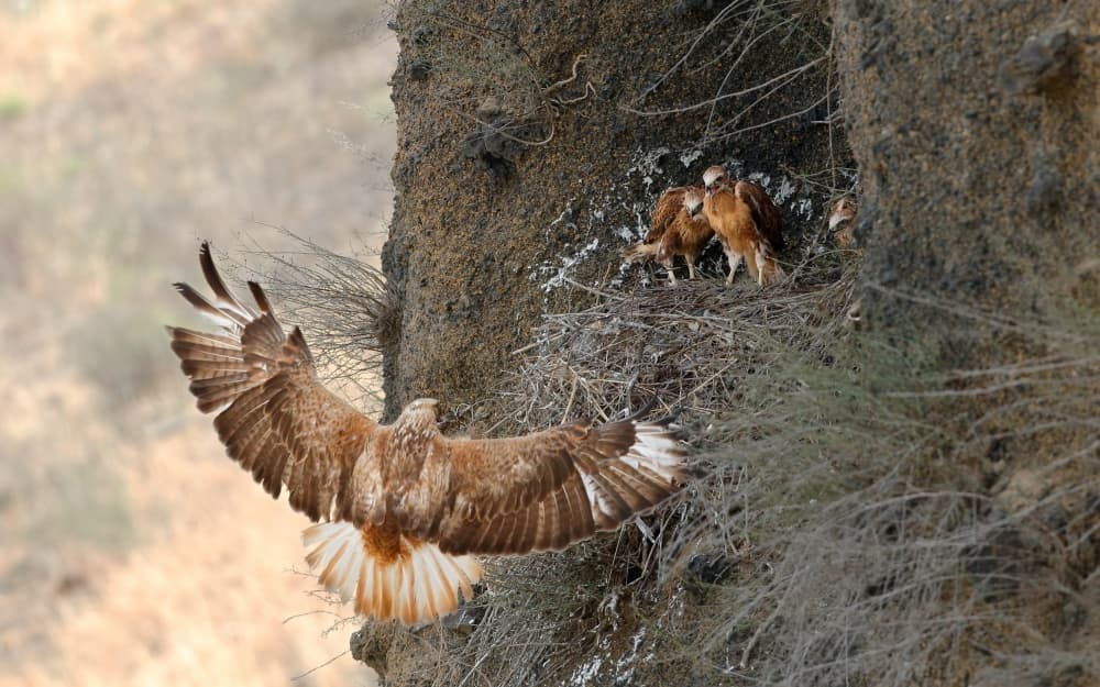 Flying Raptor Nest by Assaf Gavra — canvas wall art