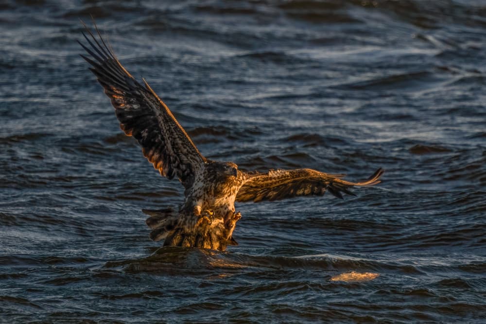 Eagle Hunting Golden Light by John Fan — canvas wall art
