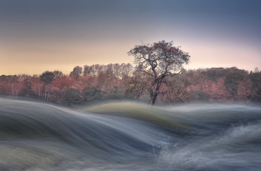 Misty Autumn Tree by Larry Deng APA — canvas wall art
