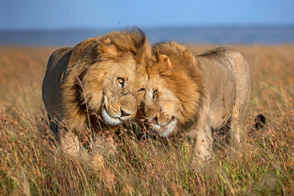 African Lion Friendship by Xavier Ortega — canvas wall art