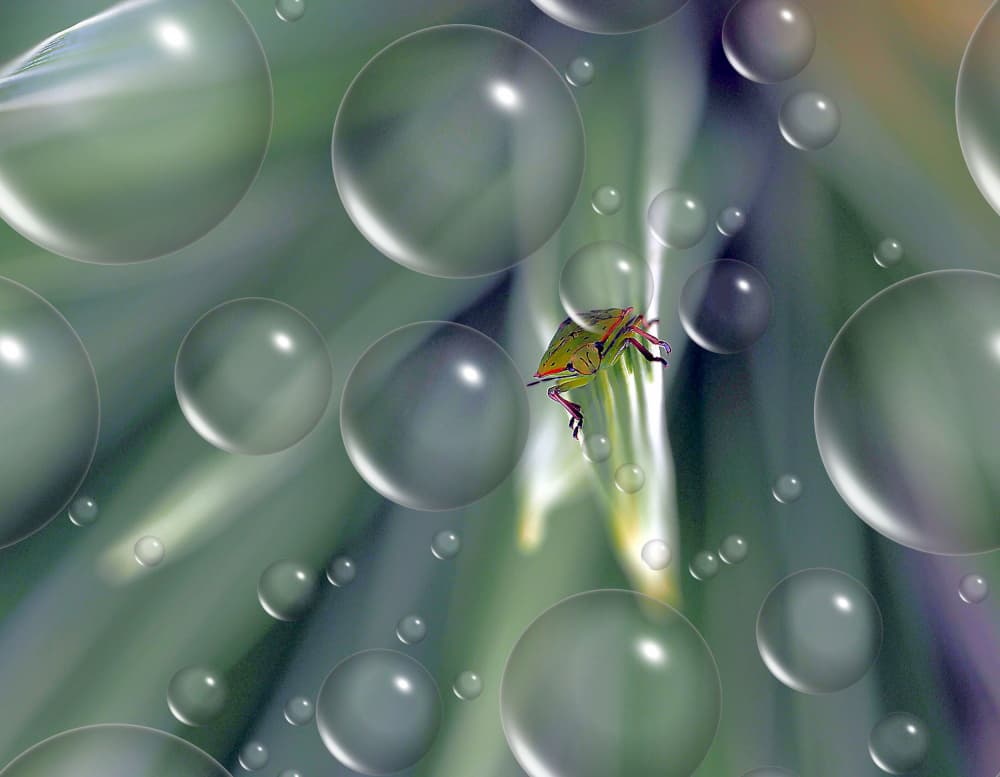 Dreamy Insect Bubbles by Thierry Dufour — canvas wall art