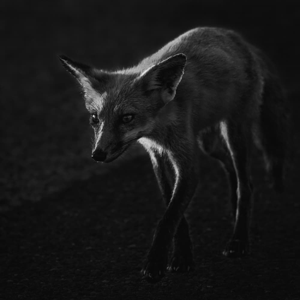 Elegant Wild Fox by Xiaohong Zhang — canvas wall art