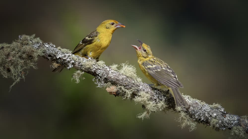 Yellow Birds Feeding by tianhuayu — canvas wall art