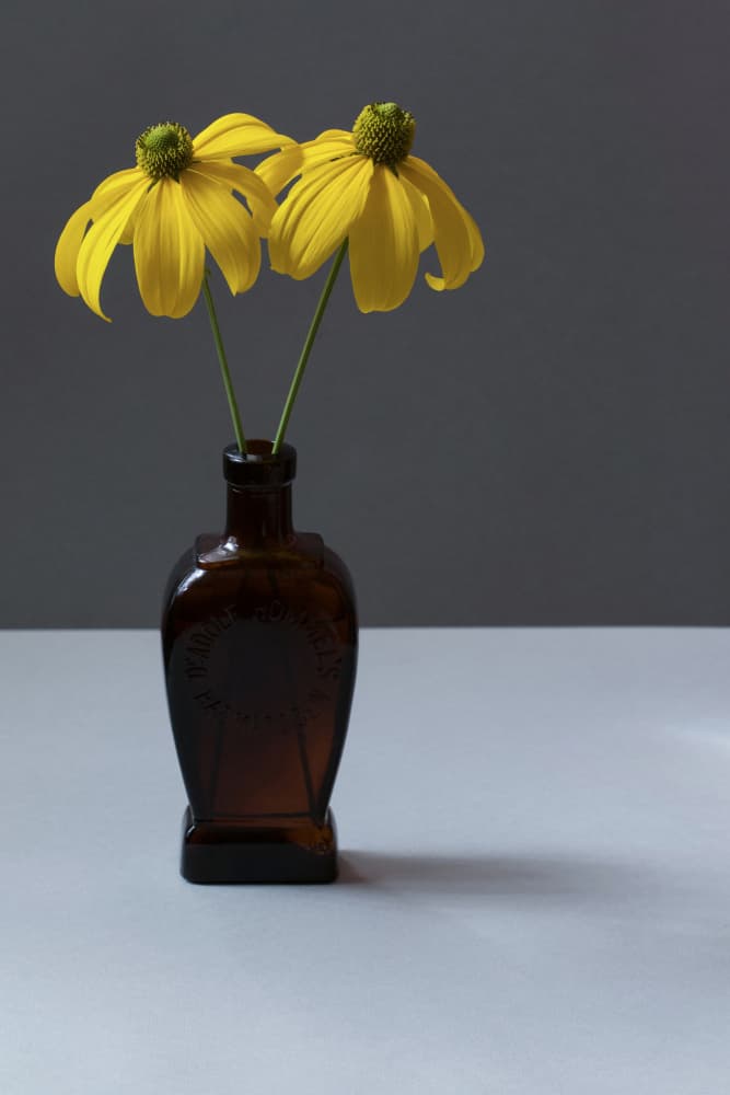 Yellow Flowers In Bottle by Alyson Fennell — canvas wall art