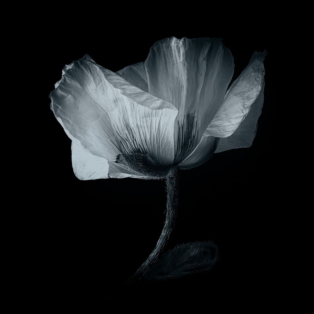 Elegant Monochrome Poppy by Penny Myles — canvas wall art