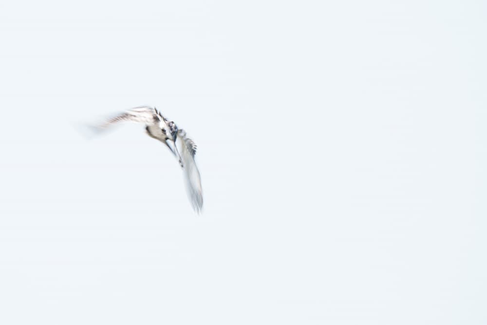Swift Kingfisher Dive by Etienne Steenkamp — canvas wall art