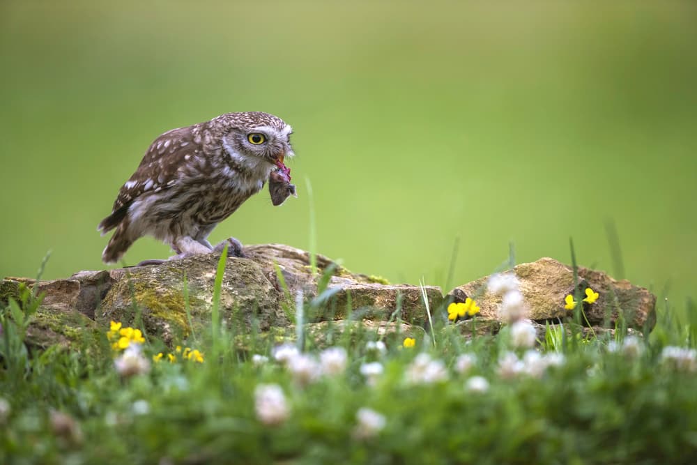 Little Owl with Prey by Marco Redaelli — canvas wall art