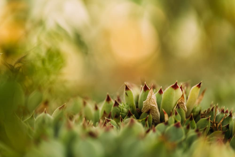 Vibrant Succulent Garden by Javier Pardina — canvas wall art