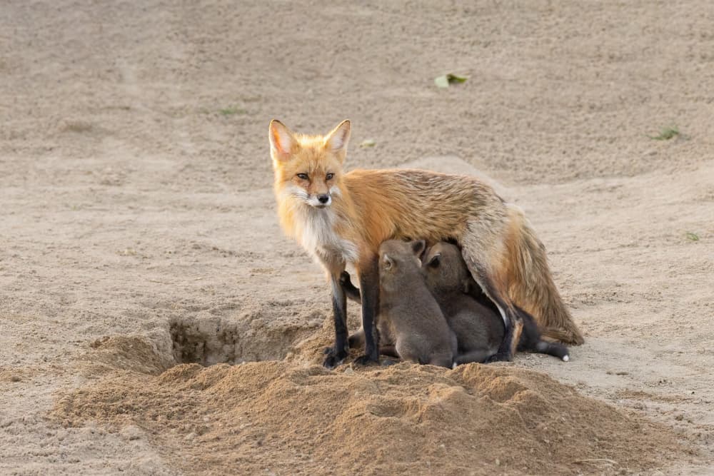 Red Fox Nursing Kits by Bill Lu — canvas wall art