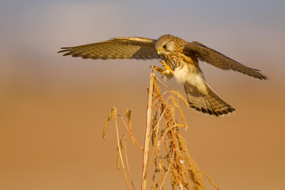 Golden Hour Kestrel Landing by David Manusevich — canvas wall art