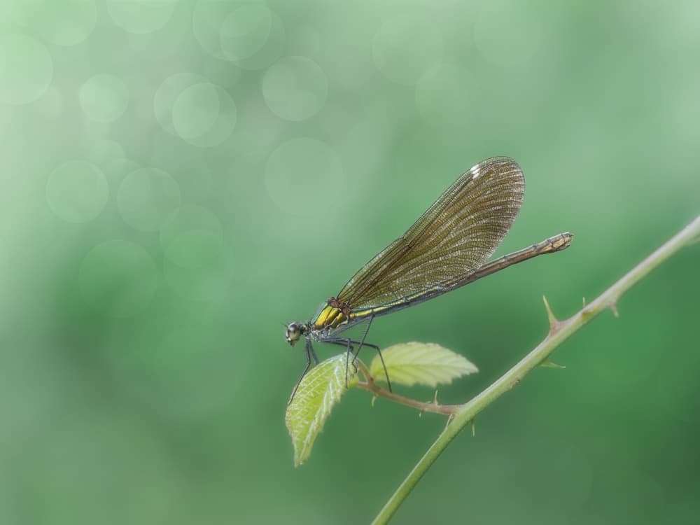 Delicate Damselfly Perched by Cristiano Giani — canvas wall art