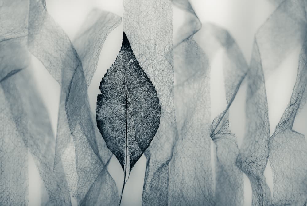 Monochromatic Leaf Abstract by Shihya Kowatari — canvas wall art