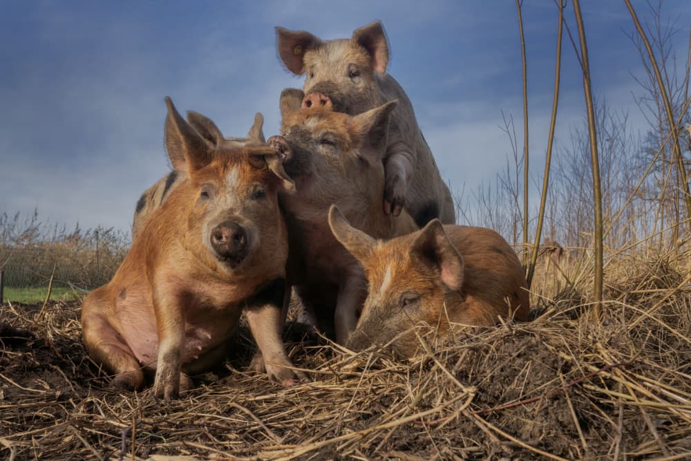 Playful Farm Piglets by Gert van den Bosch — canvas wall art
