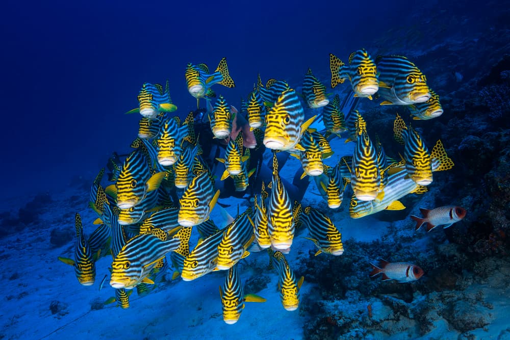 Vibrant Sweetlips School by Barathieu Gabriel — canvas wall art