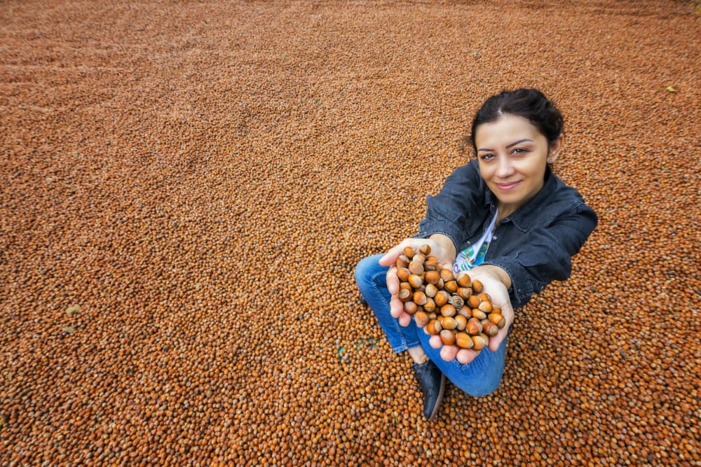 Woman's Hazelnut Bounty by Veli Aydogdu — canvas wall art