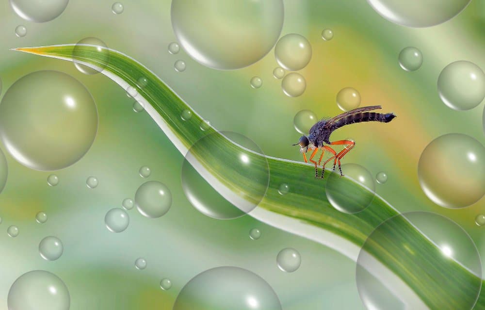 Insect on Dewy Leaf by Thierry Dufour — canvas wall art