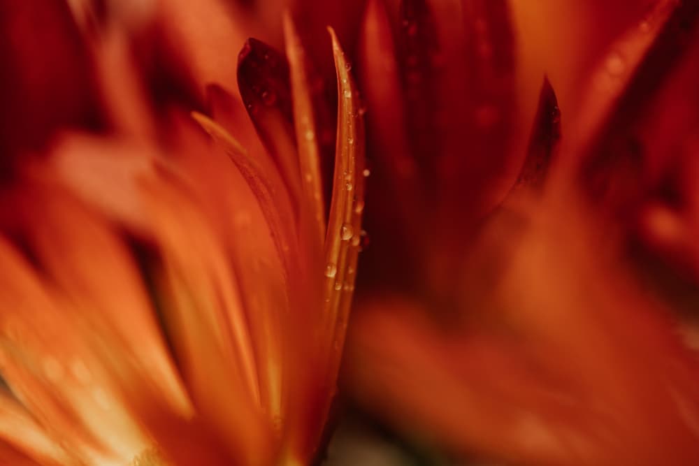 Vibrant Petals with Dew by Javier Pardina — canvas wall art