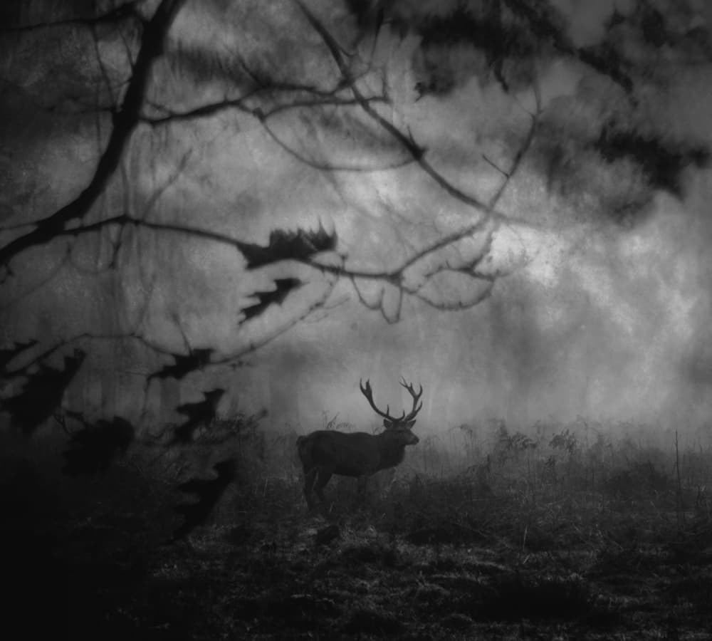 Majestic Forest Stag by Robert Fabrowski — canvas wall art