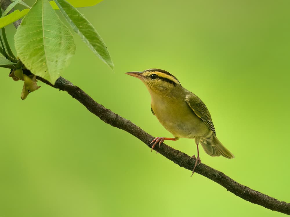 Vibrant Green Warbler by Robert Zhang — canvas wall art