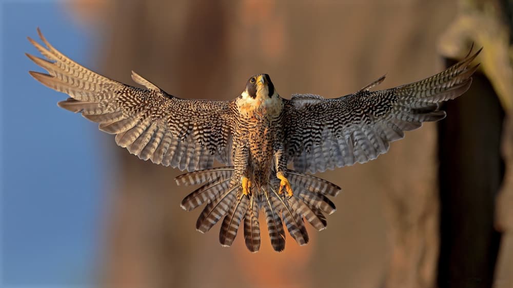 Peregrine Falcon Flight by Gavin Lam — canvas wall art