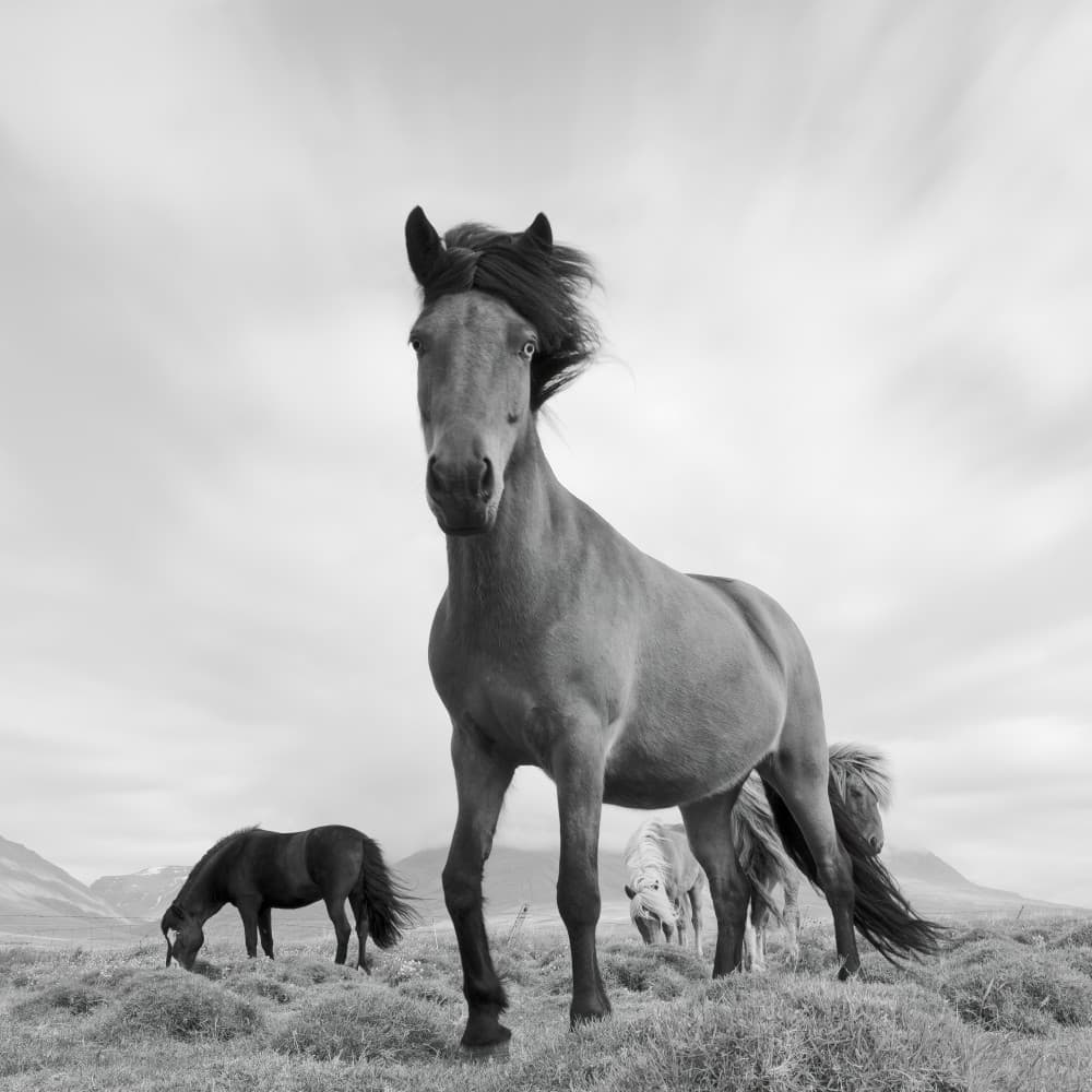 Wild Horse Gaze by John Fan — canvas wall art