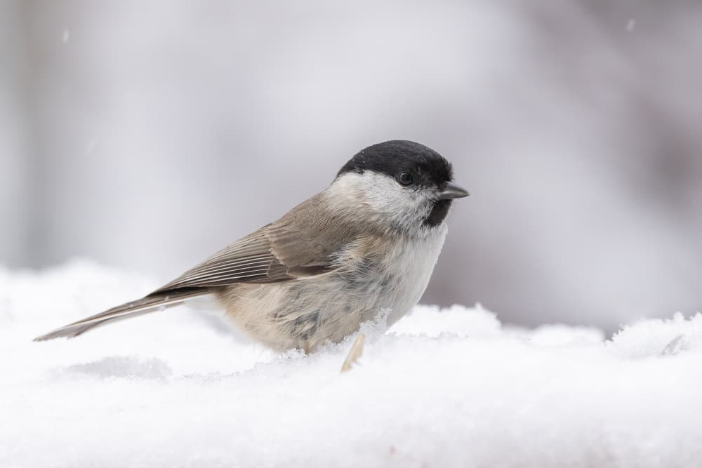 Winter Bird In Snow by Annie Keizer — canvas wall art